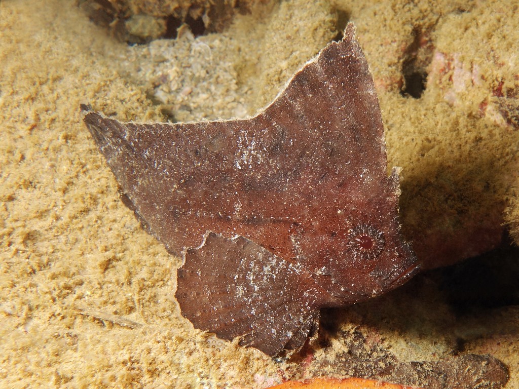 Ablabys taenianotus Poisson-feuille cacatoès Nouvelle-Calédonie Corps comprimé latéralement