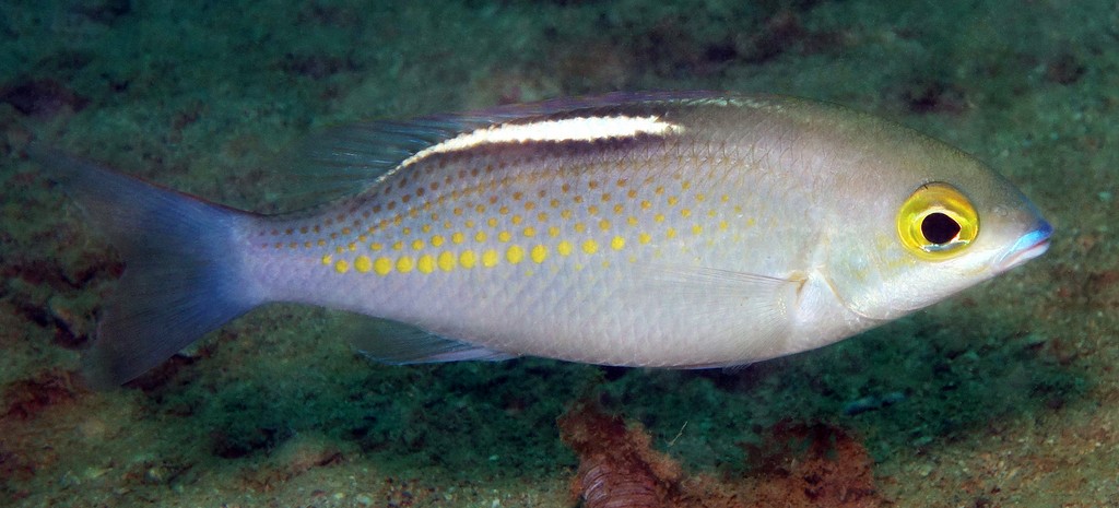 Scolopsis ciliata Whitestreak monocle bream caudal fin coral reef sandy bottom New Caledonia