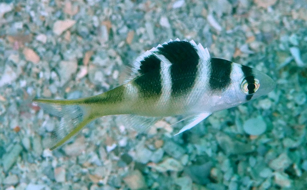 Monotaxis grandoculis juvenile Bigeye seabream New Caledonia fish description lagoon