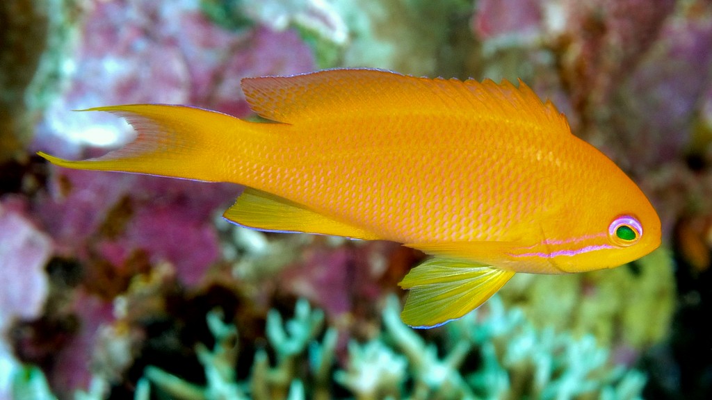 Pseudanthias squamipinnis Lyretail anthias coralfish fairy basslet New Caledonia aquarium reproduction