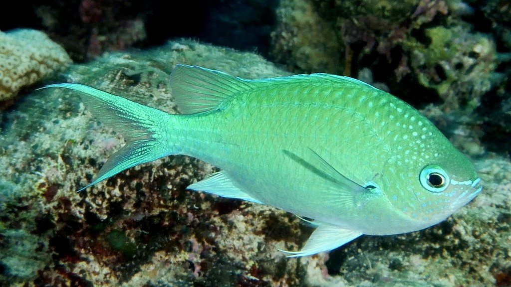 Chromis atripectoralis Demoiselle à tache noire Nouvelle-Calédonie poisson lagon