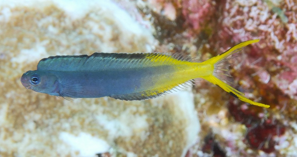 Plagiotremus laudandus Yellowtail fangblenny mimic fish New Caledonia blenniinae