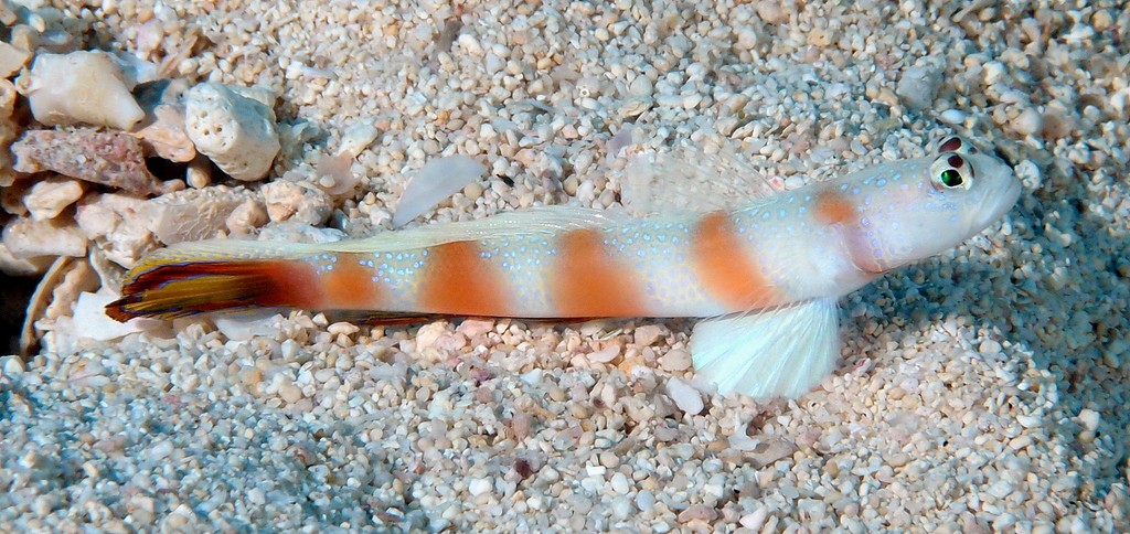 Amblyeleotris bellicauda poisson endémique de Nouvelle-Calédonie