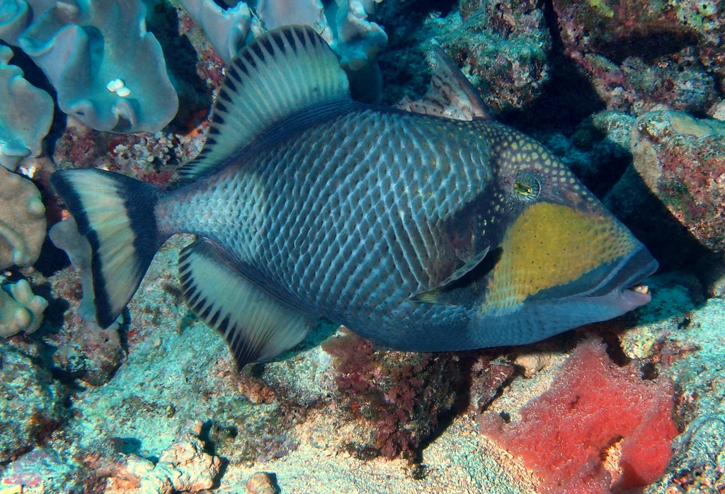Balistoides viridescens Baliste à moustache gardant ses oeufs Nouvelle-Calédonie