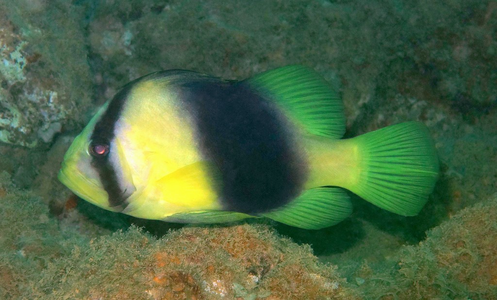 Diploprion bifasciatum Yellow striped grouper New Caledonia fish skin toxin grammistin