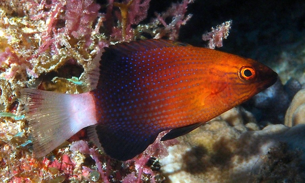 Bodianus loxozonus Blackfin hogfish New Caledonia fish lagoon reef