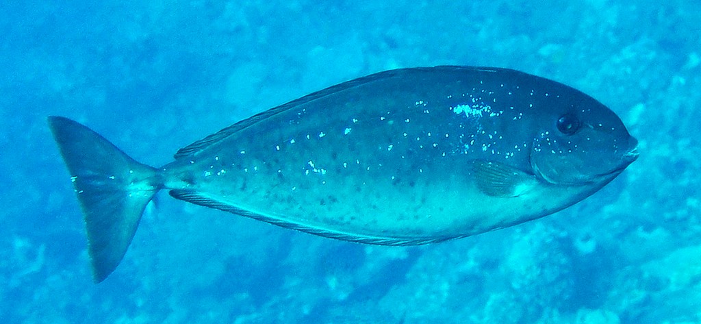 Naso caesius Silverblotched unicornfish New Caledonia