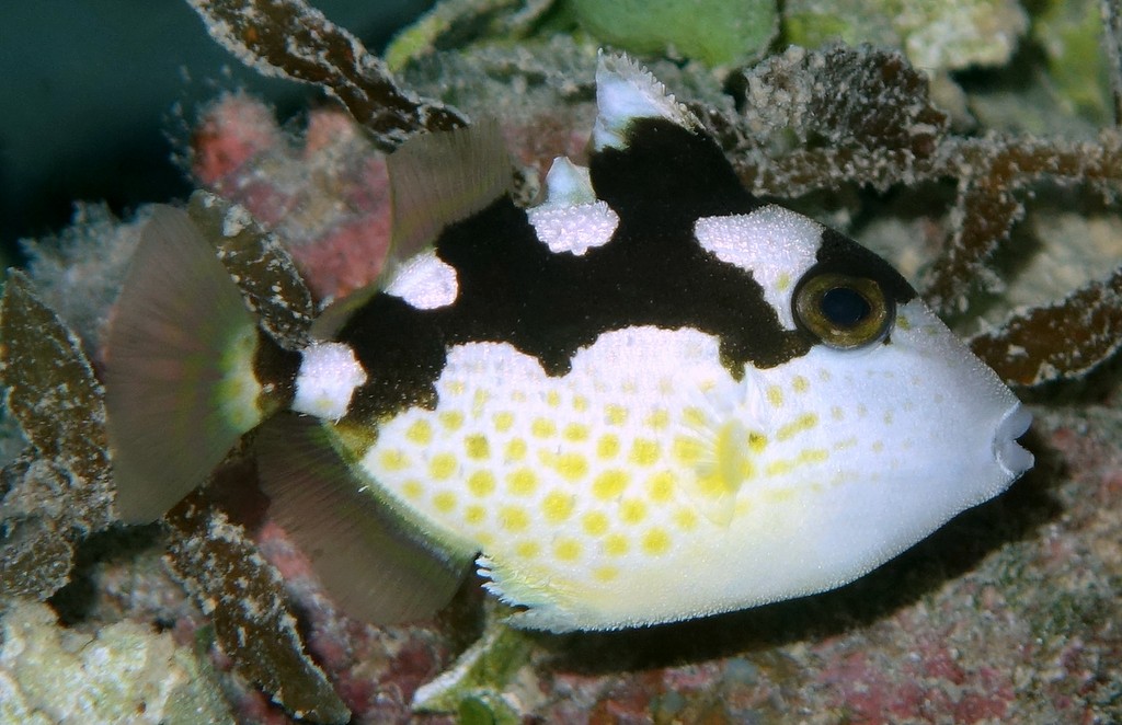 Abalistes stellatus Okihagi オキハギ 少年 ニューカレドニア