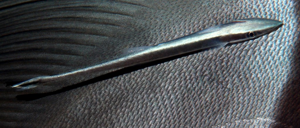 Echeneis naucrates Slender suckerfish juvenile New Caledonia on Platax teira