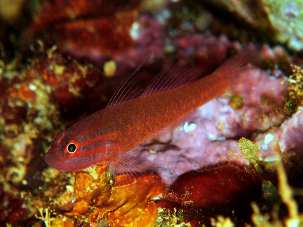 Trimma capostriatum Spotted Redlined Pygmygoby Nouvelle Calédonie gobiidae