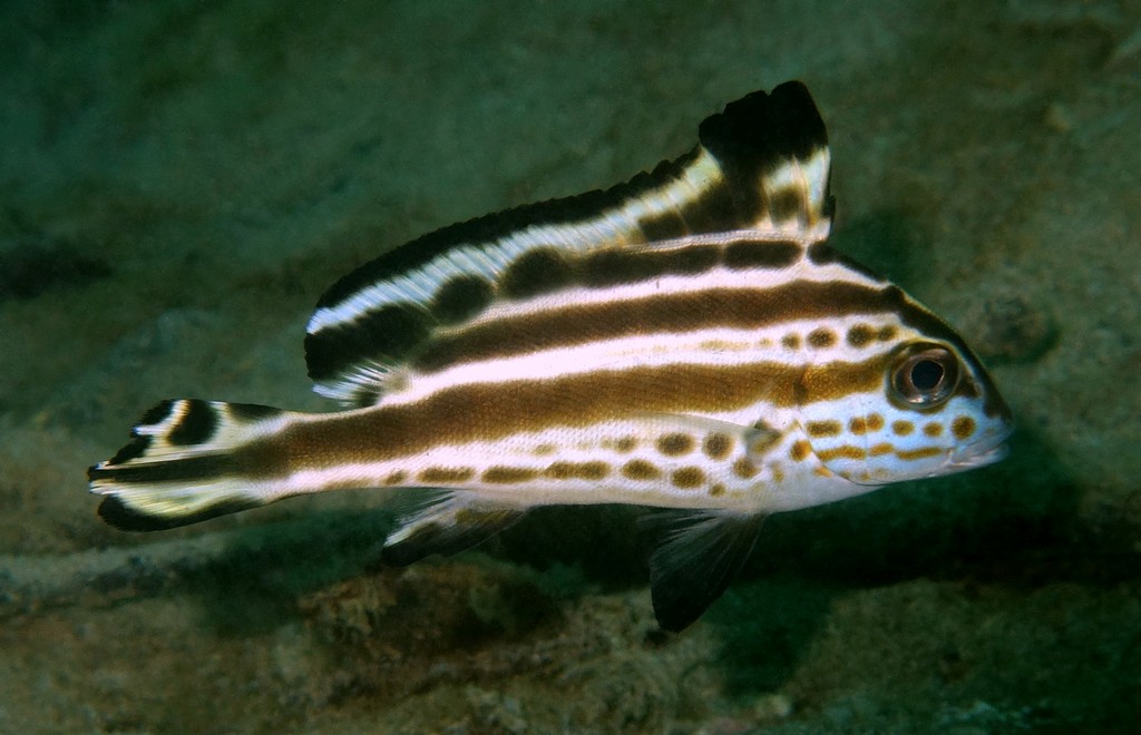 Diagramma Pictum Trout sweetlips juvenile New Caledonia Haemulidae family