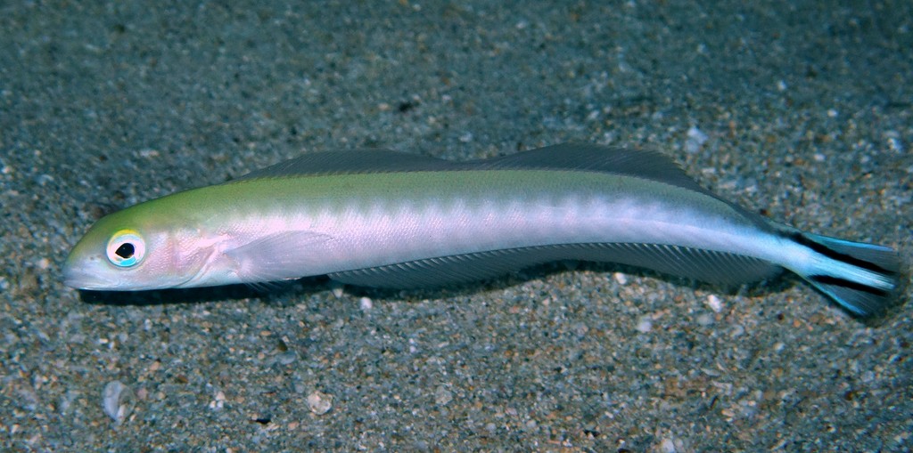 Malacanthus brevirostris Quakerfish New Caledonia  lives in a burrow