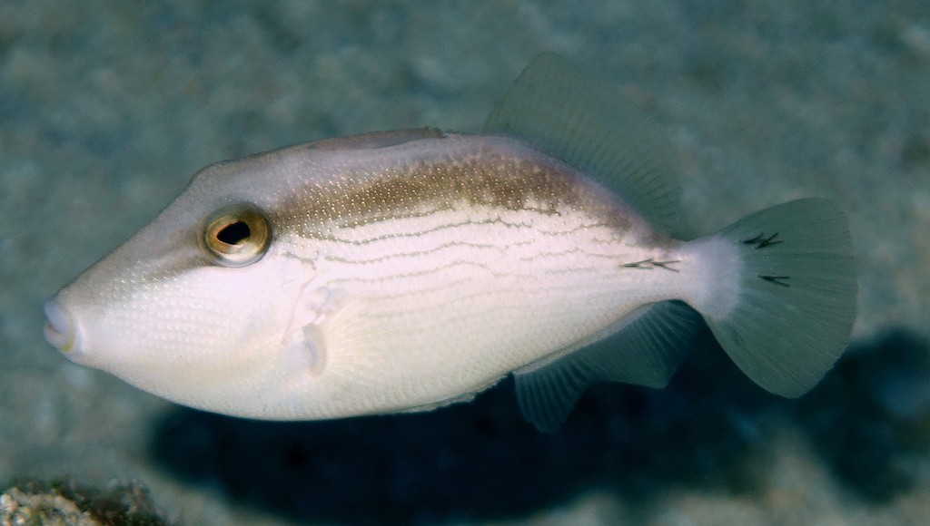 Sufflamen fraenatum Meganehagi メガネハギ 少年 ニューカレドニア