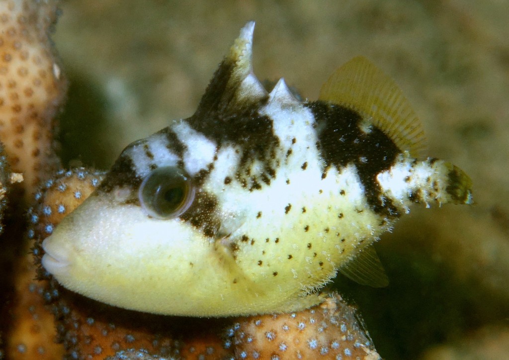Balistoides viridescens Gomamongara ゴマモンガラ 少年 ニューカレドニア