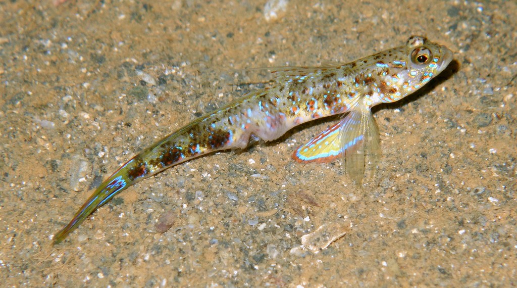 Vanderhorstia phaeosticta Yellowfoot shrimpgoby New Caledonia Yellow pelvic fins with blue spots in adult male
