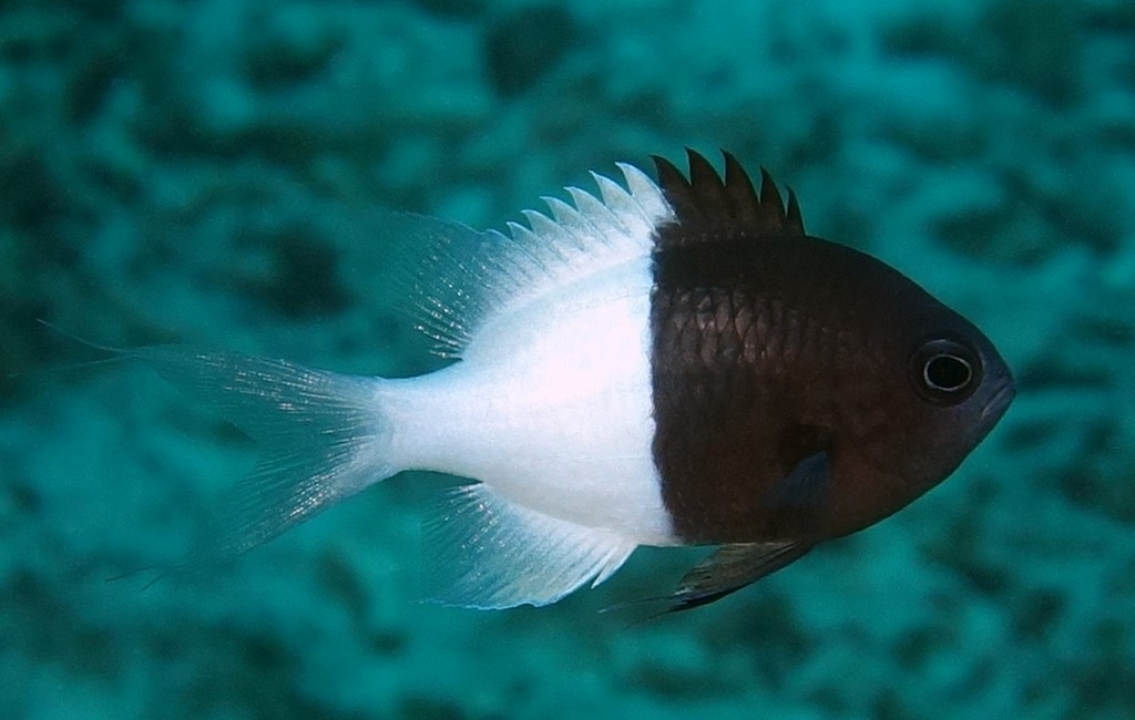 Pycnochromis iomelas Pazifischer Trauermantel Neukaledonien