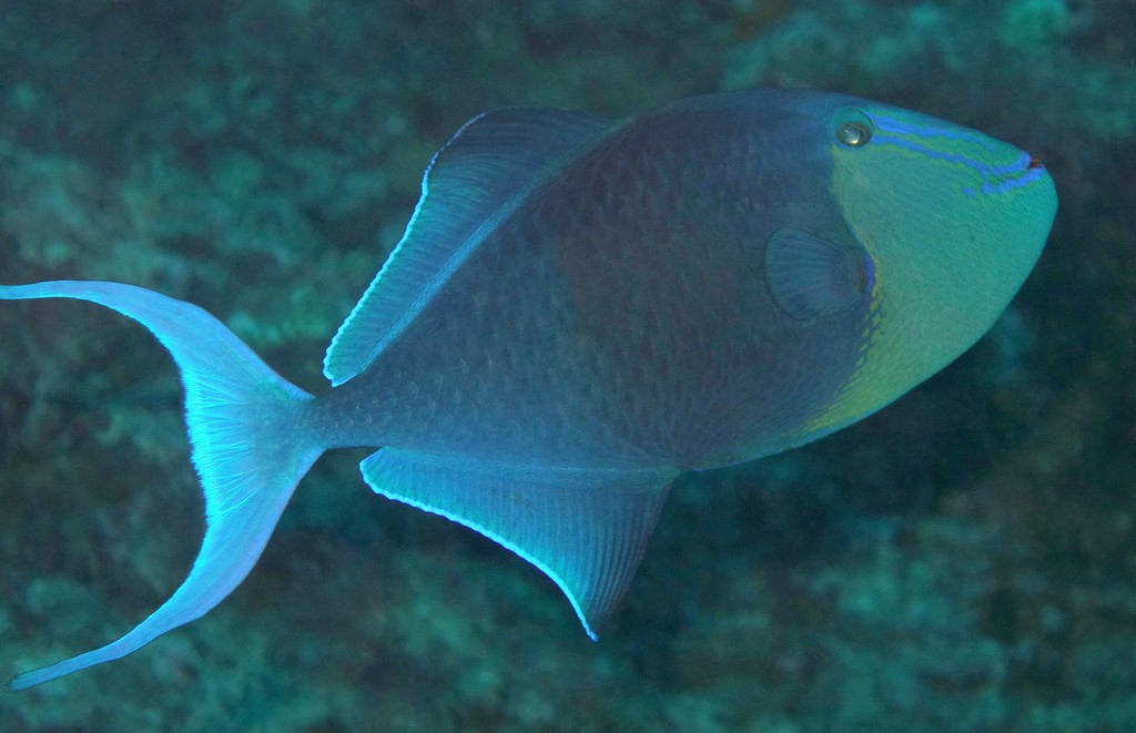 Odonus niger Baliste dents rouges Nouvelle-Calédonie passe de Boulari