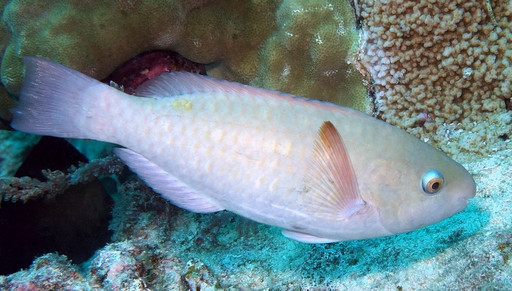 Scarus rivulatus Sujibudai スジブダイ