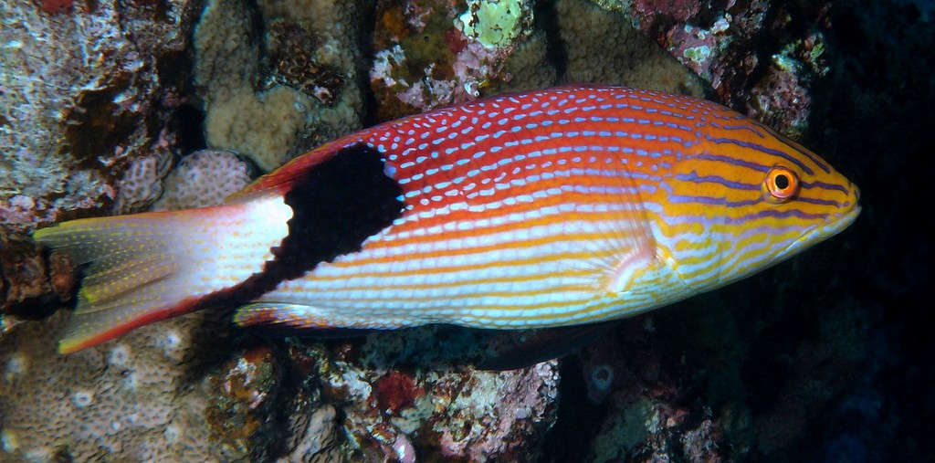 Bodianus loxozonus Reef pigfish New Caledonia large black blotch on the back