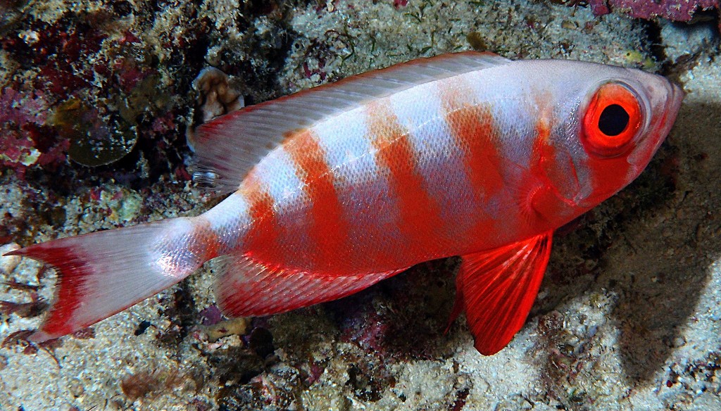 Priacanthus hamrur Moontail bullseye lunartail bigeye New Caledonia diving fish