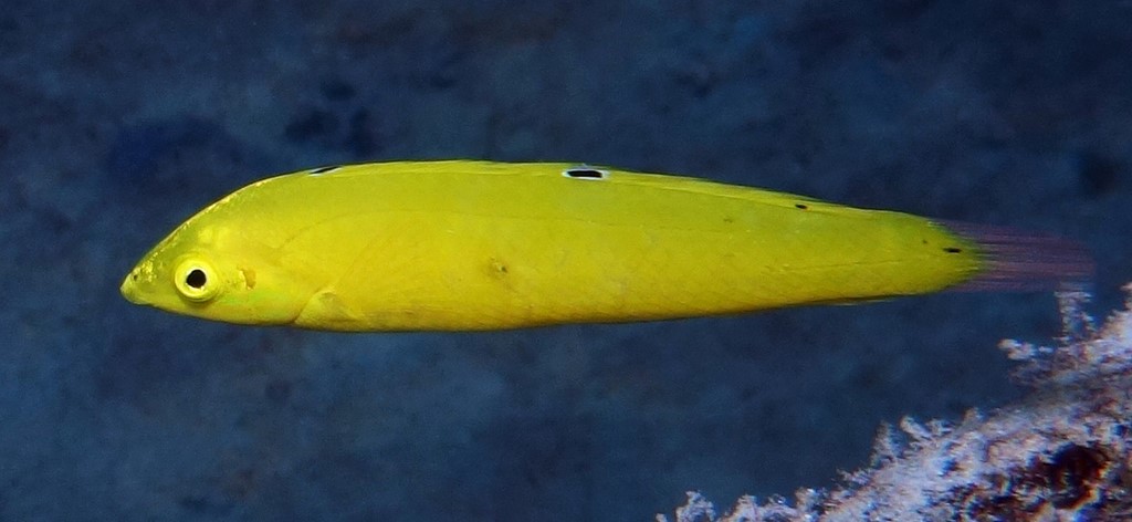 Halichoeres chrysus Kogane-kyûsen コガネキュウセ ニューカレドニア