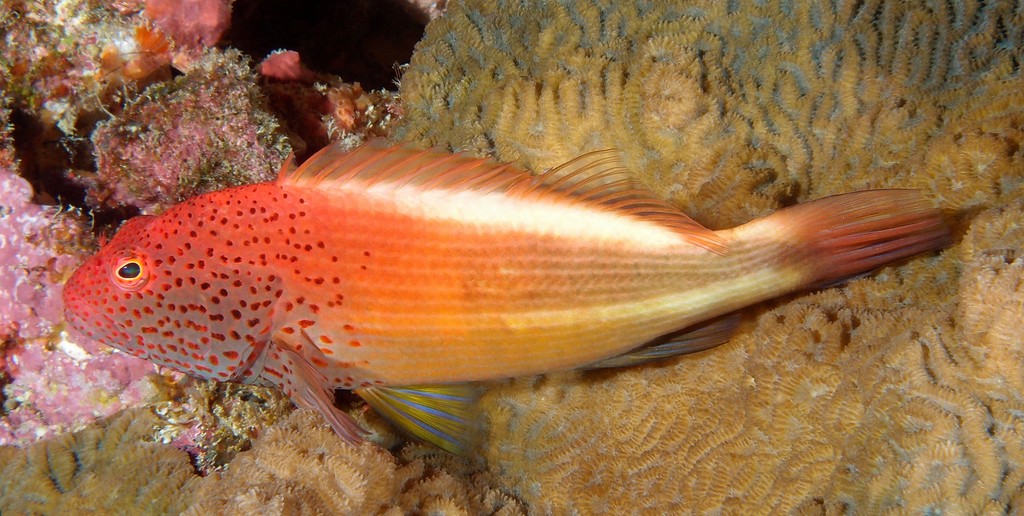 Paracirrhites forsteri famille Cirrhitidae Nouvelle-Calédonie
