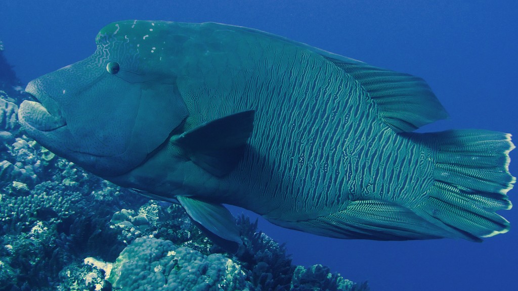 Cheilinus undulatus Napoléon Nouvelle-Calédonie poisson grande taille