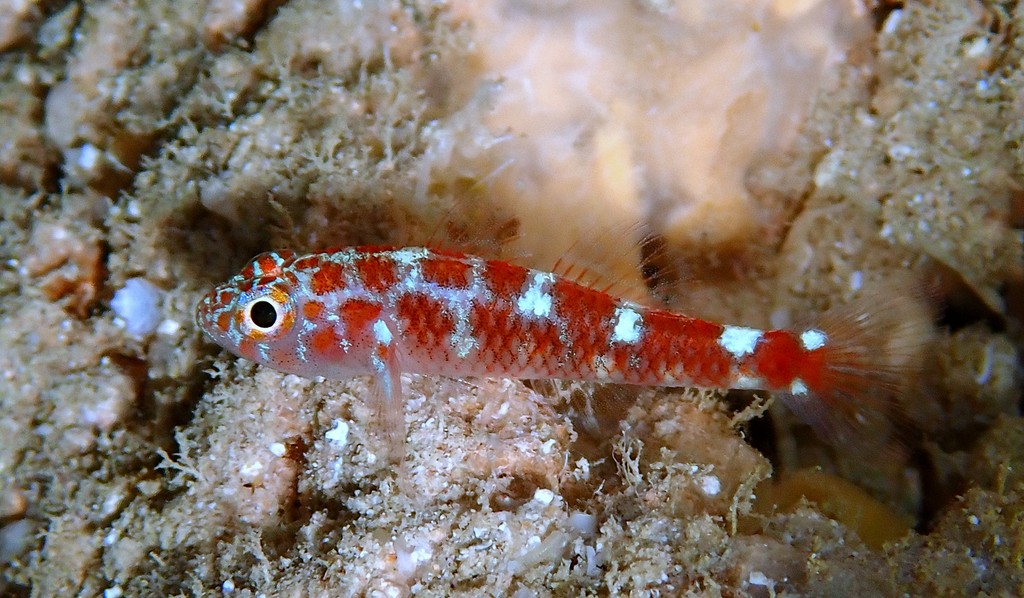 Trimma caesiura greenish pygmygoby New Caledonia Body red-orange with four white dorsolateral spots