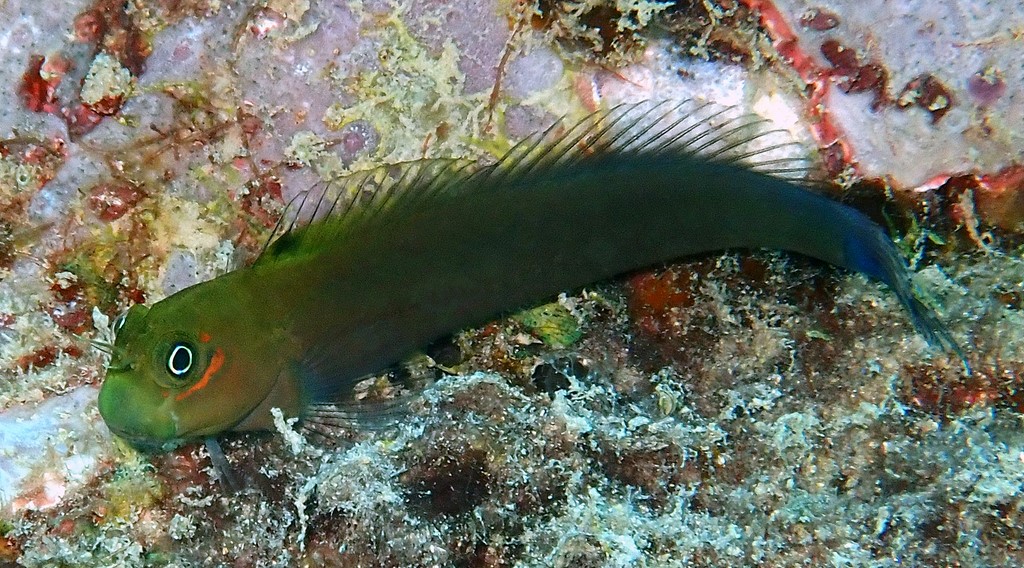 Ecsenius bicolor Tofarvet slimfisk