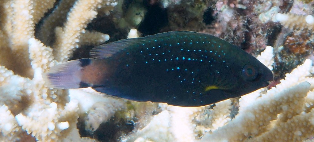 Scarus niger Perroquet dorade juvénile Nouvelle-Calédonie lagon