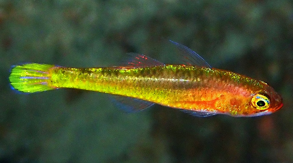 Trimma kitrinum Citron dwarfgoby New Caledonia blue streak top eyes makeup