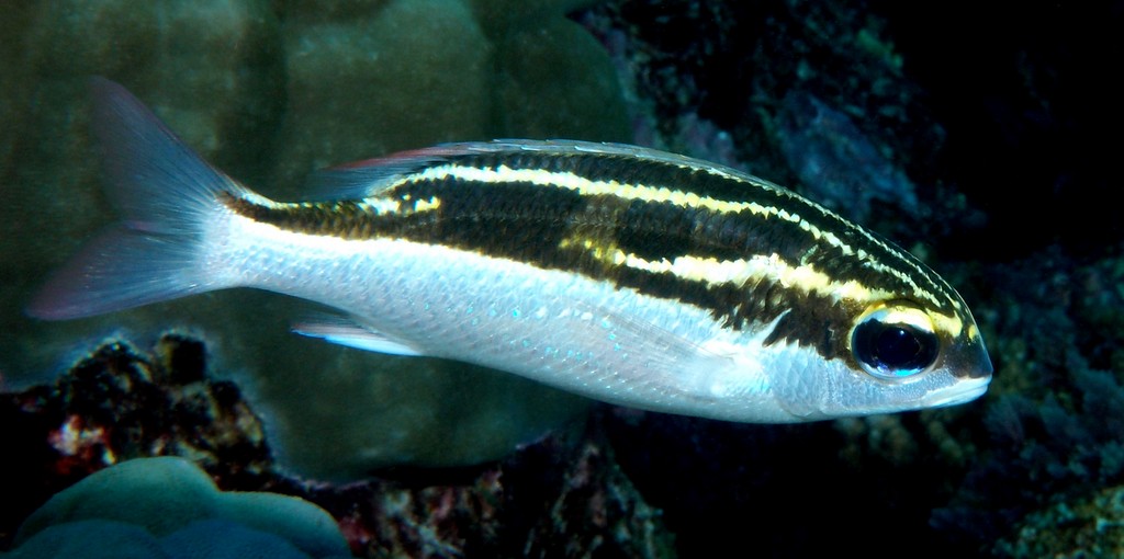 Scolopsis lineata Yokosuji-tamagashira ヨコシマタマガシラ ニューカレドニア