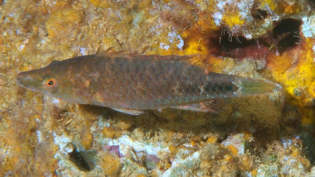 Oxycheilinus celebicus 西里伯斯唇魚 新喀里多尼亞