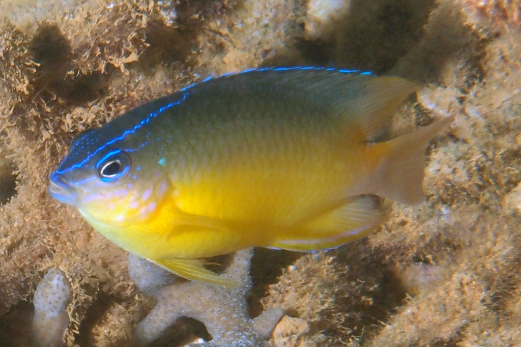 Pomacentrus grammorhynchus Bluespot damsel New Caledonia scuba diving New Caledonia