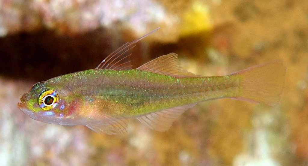 Trimma gigantum Nouvelle-Calédonie plongée à Prony
