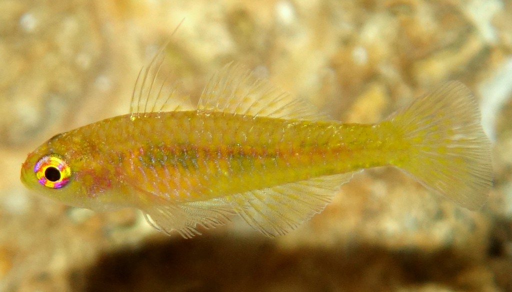 Trimma taylori Yellow Pygmygoby New Caledonia