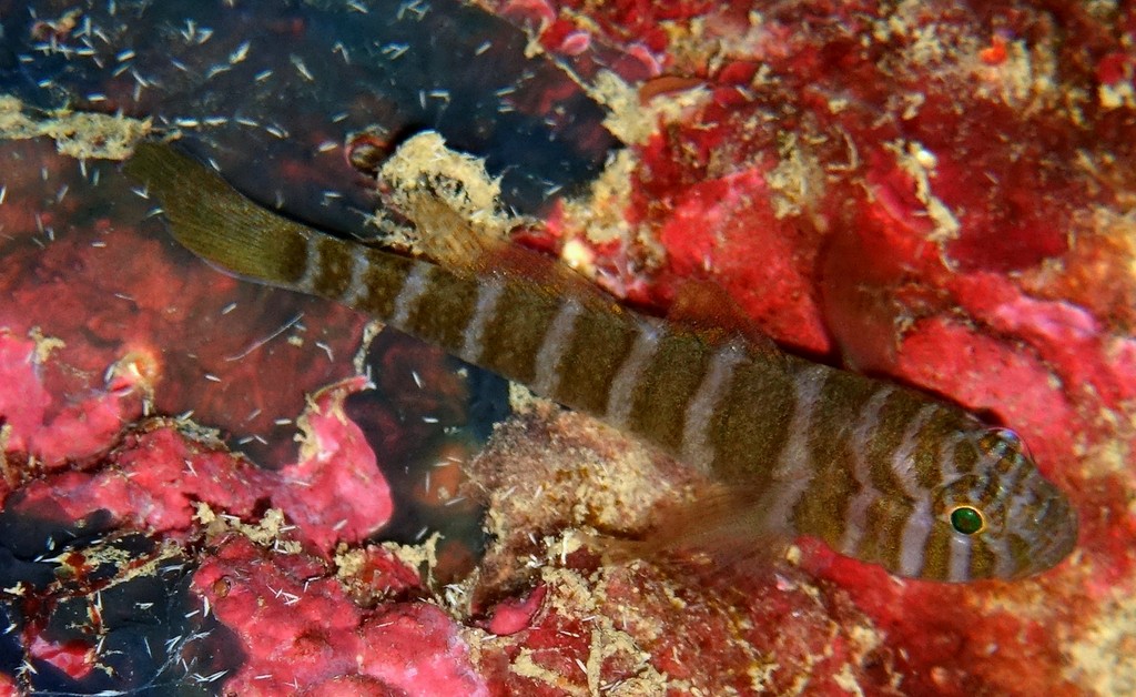 Priolepis cincta Girdled reefgoby New Caledonia Gobiidae fish list