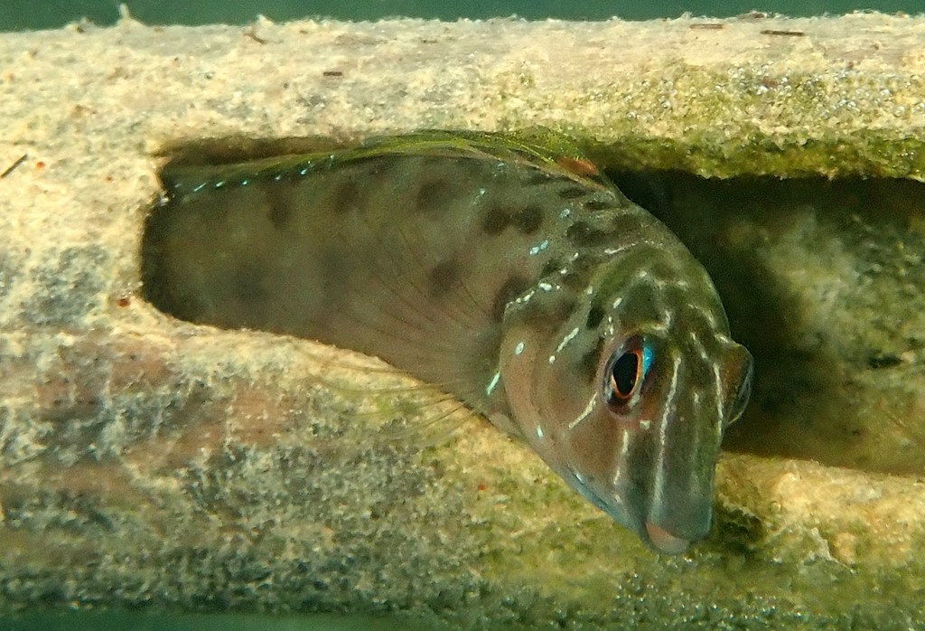 Omox biporos Two-holed blenny New Caledonia