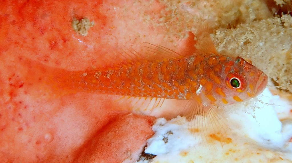 Trimma readerae small fish reef Gobioidei