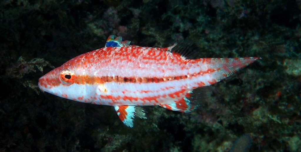 Oxycheilinus arenatus Chéiline sablée Nouvelle-Calédonie poisson grande profondeur