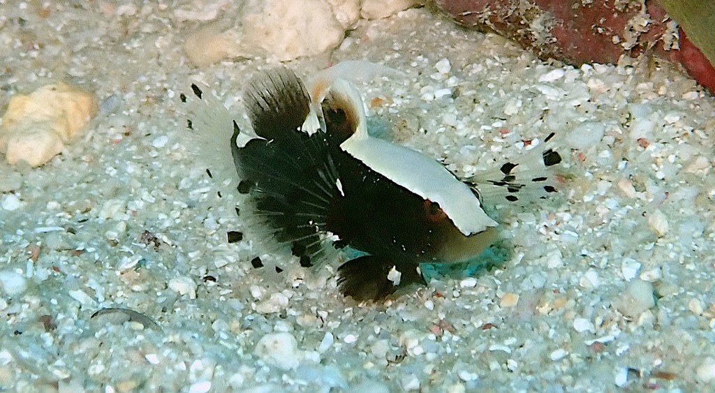 Lotilia klausewitzi Whitecap Shrimpgoby New Caledonia dark gray brown spot