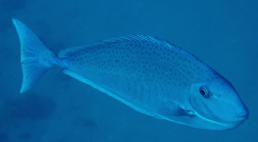 Naso maculatus Scribbled unicornfish New Caledonia