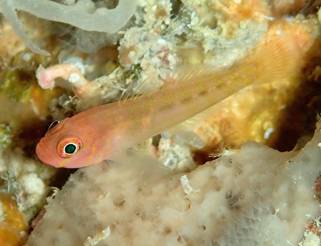 Trimma xanthum Gobie pygmée jaune-rouge Nouvelle-Calédonie