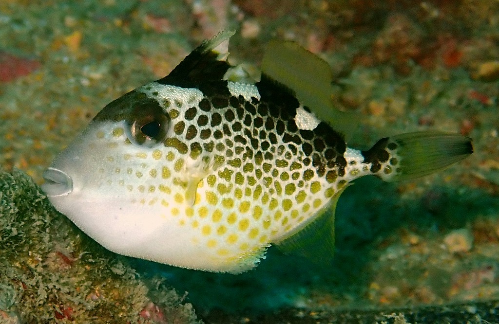 Abalistes stellatus Flat-tailed Trigger-fish New Caledonia juvenile