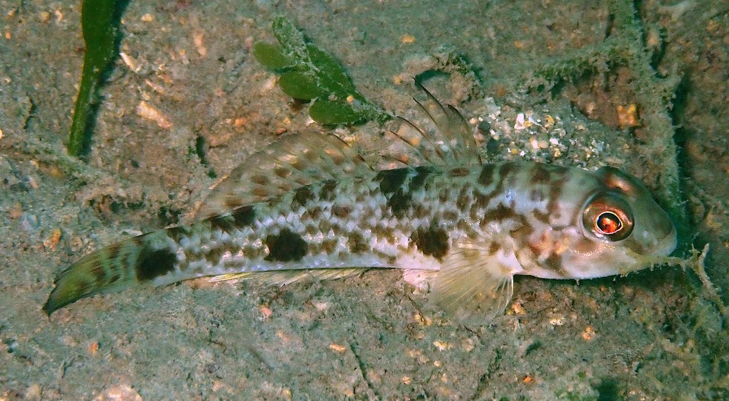 Yongeichthys nebulosus Tsumugihaze New Caledonia head and body with faint brown scribbling
