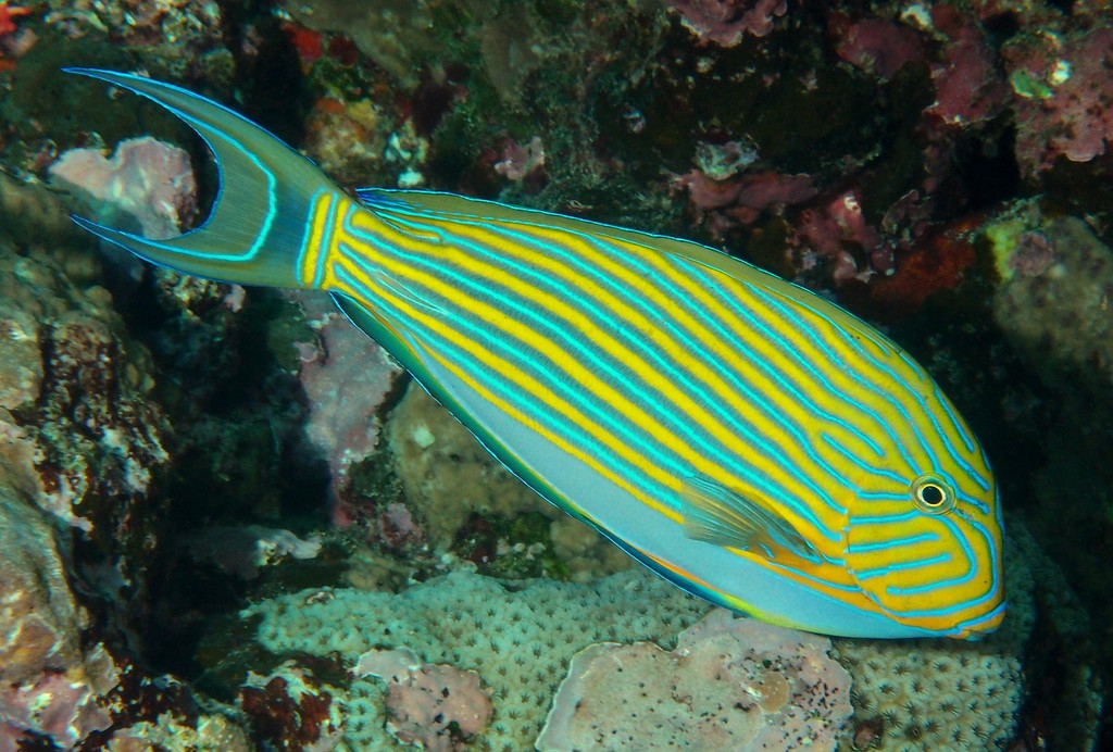 Acanthurus lineatus Chirurgien à bandes bleues Nouvelle-Calédonie livrée jaune orangé