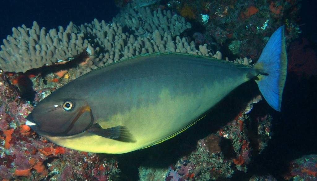 Naso hexacanthus Tenguhagi-modoki テングハギモドキ ニューカレドニア