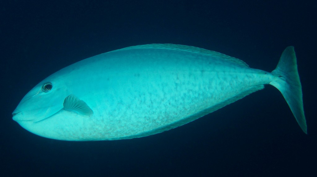 Naso hexacanthus Blacktongue unicornfish New Caledonia fish