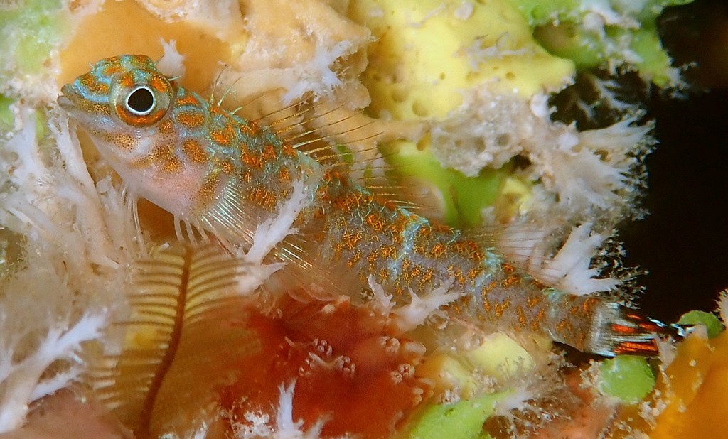 Springerichthys kulbickii Kulbicki's triplefin Tripterygiidae Nouvelle-Calédonie
