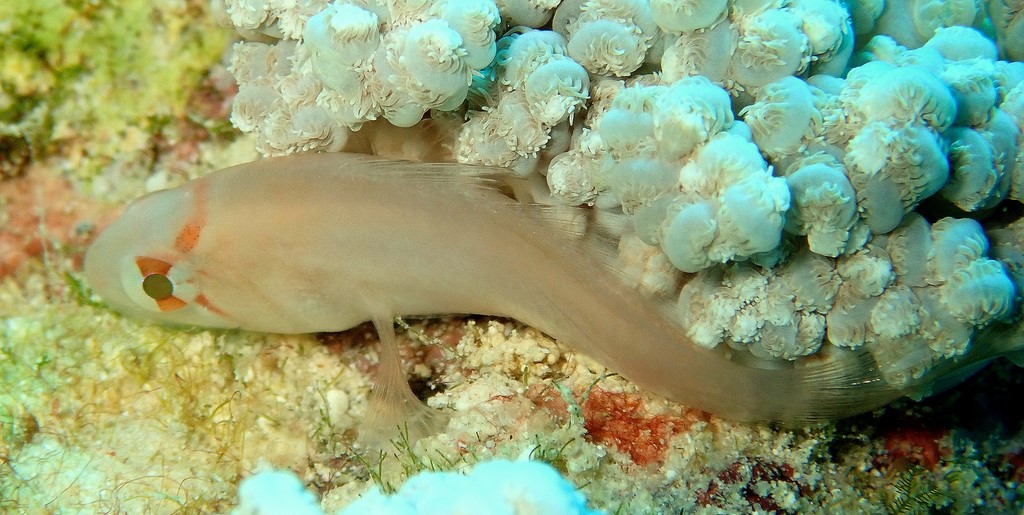 Neamia octospina Poisson-cardinal à huit épines Nouvelle-Calédonie 